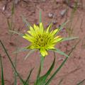 western salsify, western goat's-beard, wild oysterplant, yellow goat's beard, goat's beard, goatsbea